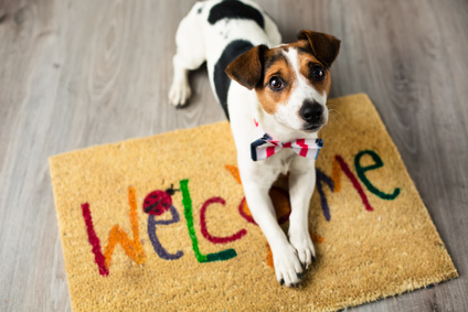 Considering Taking on Tenants with Pets? What you Need to Know.