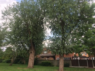 Trees: What Every Landlord Needs to Know
