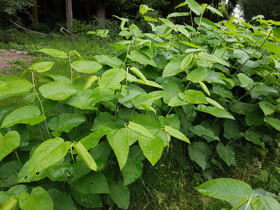 What Every Landlord Needs to Know About Invasive Plants